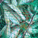 문화레저낚시터 | KBS 6시 내고향 전남 여수여행 여수 백야도 빠지 낚시 회 떠주는 백야낚시(+위치 예약방법)