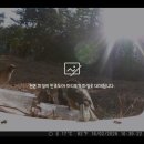 잃어버린 갱쥐 찾는 동안 만난 동물칭긔들 이미지