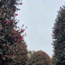 일동수목원 이미지