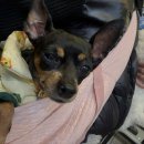 나우동물의료센터 이미지