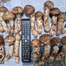 검성로-12 이미지