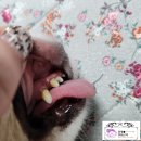 유앤아이동물병원 이미지