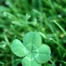 클로버 이미지