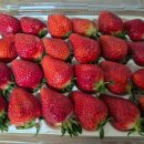 남일로(남후면) | 안동 으뜸딸기농원