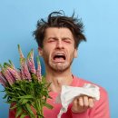 알레그라 이미지