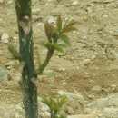 새순1농장 이미지