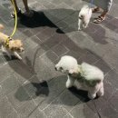 다잇샵1