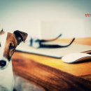 천안동물의료센터 24시 이미지