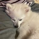 도그마 펫살롱 이미지