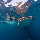 고래의 모험 이미지