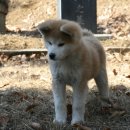 도일이네 이미지