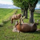 천두목장 이미지