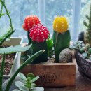 🖼수채화 캘리그라피~2🙂 이미지