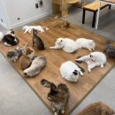 냥떼목장 이미지