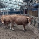 세실농장 이미지