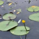 교향곡 5번 &#39;운명&#39;(베토벤) 이미지