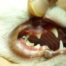 중동 우리아이 동물병원 이미지