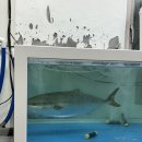 부산자갈밭시장 | 부산 연산동 까치놀 | 금요일 저녁 대방어 현장웨이팅 시간 | 내돈내산 솔직후기