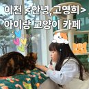 안녕고양이 | 이천 아이랑 고양이 카페 안녕, 고영희 방문 후기