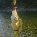 황금낚시 이미지