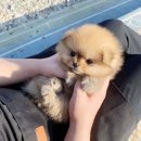 퍼피로운 이미지