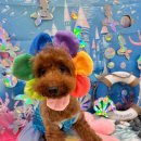 털로덮인친구들 수원시청역점 이미지