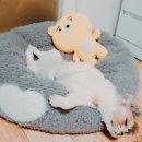 멍멍스토리