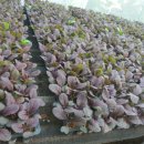 정환농장 이미지