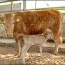 소나라축산 이미지