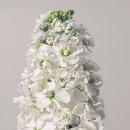 비단향꽃무 이미지