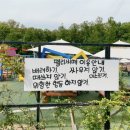 펠리시떼 이미지