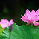 연꽃이야기 이미지