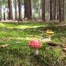 조경기능사 이미지