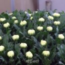 백마개발 이미지
