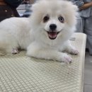 김포애견미용학원