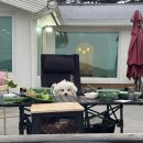 문원침구 | 대천 애견동반숙소 솔직 후기 – 문원 독채펜션 편안한 힐링 여행