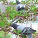좋은 글 용인 날씨 흐림 경안천의 새 꼬마물떼새 쓰레기 줍기 자목련 괴불주머니꽃 비둘기의 식사 이미지