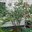 법인탑블루베리 | 카멜리아(Camellia) 블루베리, 왜 요즘 농가에서 주목할까?