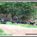 대성목장 이미지