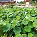 이재식농장 | 체험학습으로 손두부체험을 하고 놀러갈만한곳으로 추천