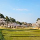 라카이샌드파인 이미지