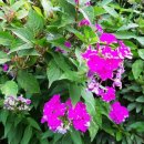 미성동-22 이미지