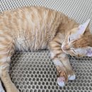 젤리핑크 이미지