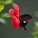 꽃과나무 이미지