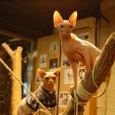 명품고양이카페 이미지