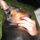 코코애견펜션 이미지