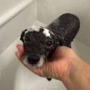 위드왈왈 이미지