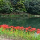 불갑사관광지 이미지