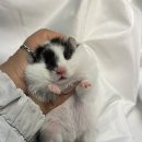 선셋 햄스터리 이미지