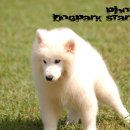 나나쿠키 이미지